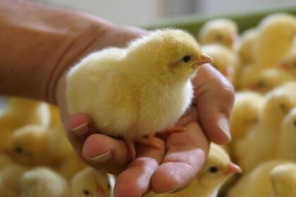 Economic Benefit Of Improving Chick Uniformity