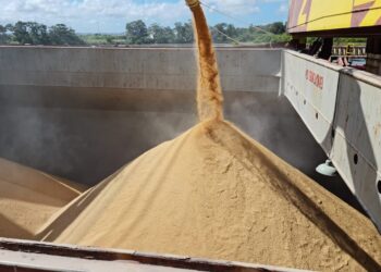 Brasil exportou 118,3 mil toneladas de arroz, segundo Abiarroz