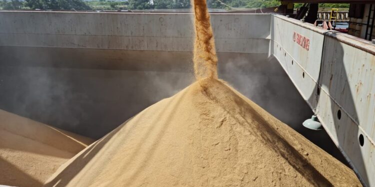 Confirmada negociação de 50 mil ton de arroz com casca para o exterior