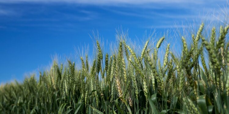 Mapa publica novo zoneamento agrícola do trigo