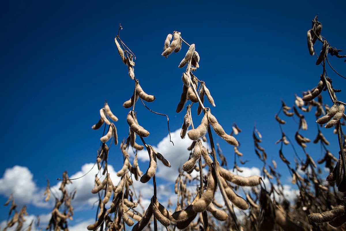 Valor Bruto da Produção Agropecuária (VBP) em Goiás deve ser de R$ 87,13 bilhões em 2021