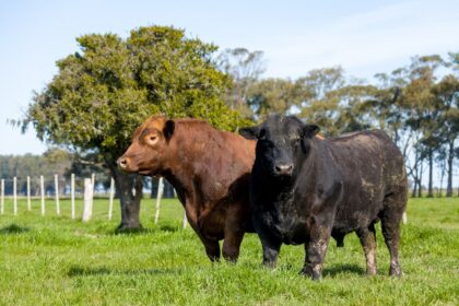 Angus tem alta de 53% na venda de sêmen produzido no Brasil