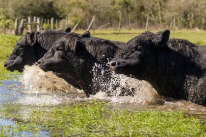 Angus eleva em 21,9% a venda de sêmen e supera marca de 7 milhões de doses