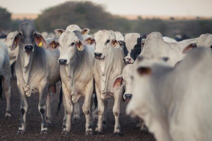 Boi gordo: cotações no mercado do boi seguem recuando