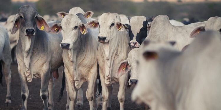 Registro de animais de raça cresce 13% e confirma expansão da pecuária