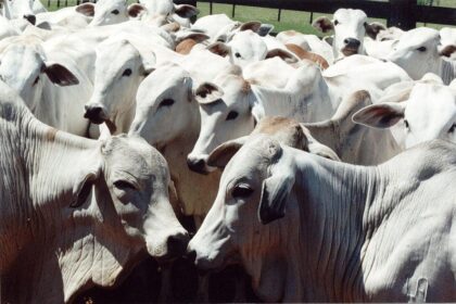 Alto preço da ração causa impacto no confinamento de gado