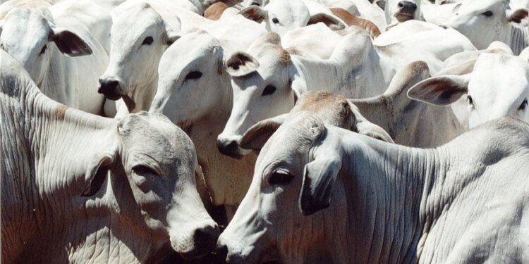 Alto preço da ração causa impacto no confinamento de gado