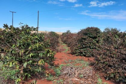 Café: clima favorece cafezais