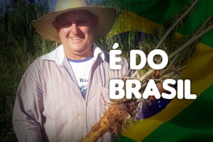 Ginseng brasileiro, raiz nativa utilizada há séculos pelos povos indígenas ganha o mundo