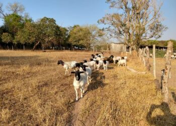 Casal se torna referência com produção de ovinos no Sudoeste goiano