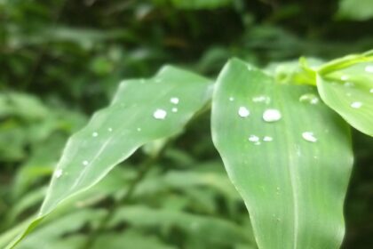 Agroclima: pancadas de chuva continuam ganhando força