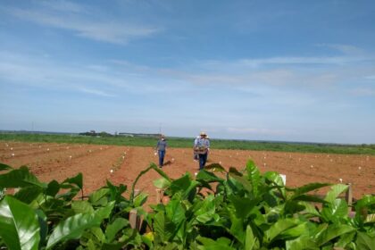 Mato Grosso quer se consolidar na produção e cultivo de café