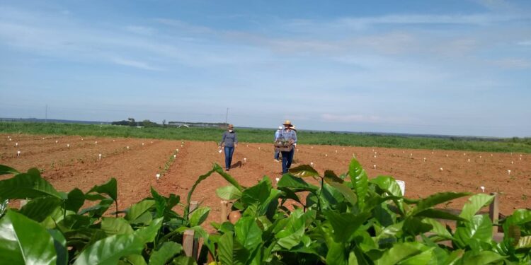 Mato Grosso quer se consolidar na produção e cultivo de café