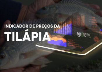 Preços da Tilápia passam a fazer parte dos indicadores do CEPEA