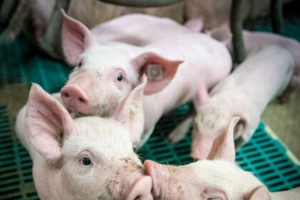 Leitoes Estresse Favorece Problemas Respiratorios E Entericos Em Leitoes Na Creche Foto Divulgacao 1