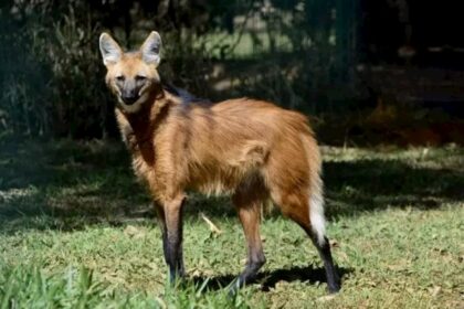 Conheça o Lobo-Guará, animal que estampa a nota de R$ 200,00