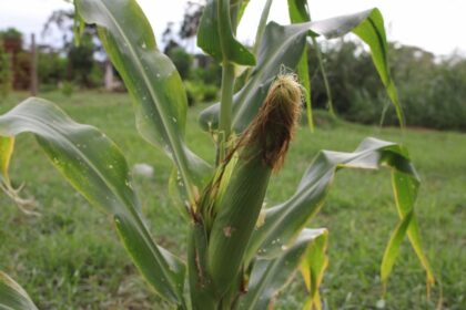 Secretaria da Agricultura monitora impactos da cigarrinha-do-milho nas lavouras de Santa Catarina