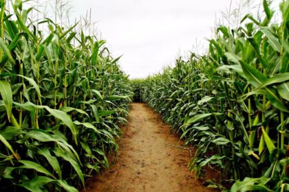 Congresso Nacional de Milho e Sorgo: fertilizantes em debate por especialistas