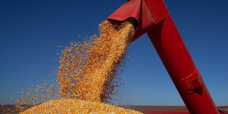 Colheita da safrinha de milho 2021 atinge 15,3% no Centro-Sul do Brasil, aponta Agência Safras