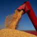 Milho safrinha: colheita de 2021 atinge 7,8% no Centro-Sul do Brasil, aponta Safras