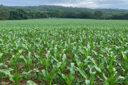 Especialista afirma: manejo sustentável é a saída para a agricultura