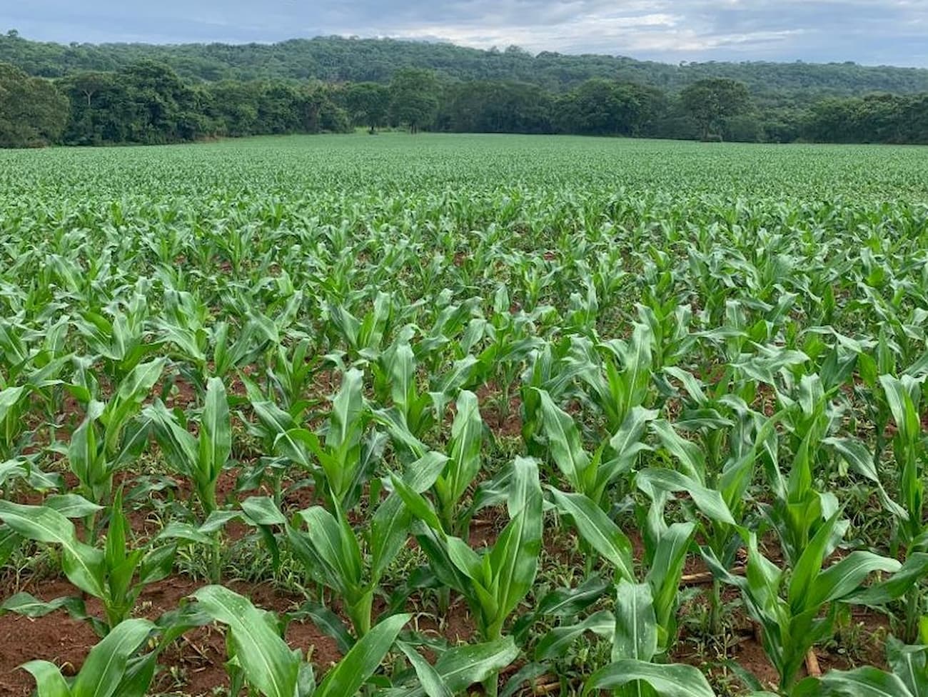 Governo lança programa nacional de habilitação de aplicadores de agrotóxicos