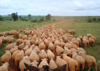Em um ano, abate de ovinos em Mato Grosso do Sul cresceu mais de 46%