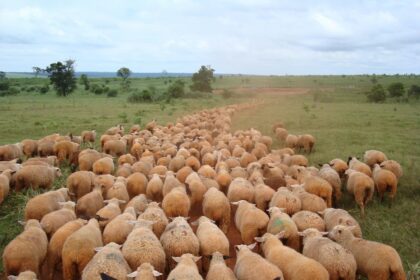 Em um ano, abate de ovinos em Mato Grosso do Sul cresceu mais de 46%