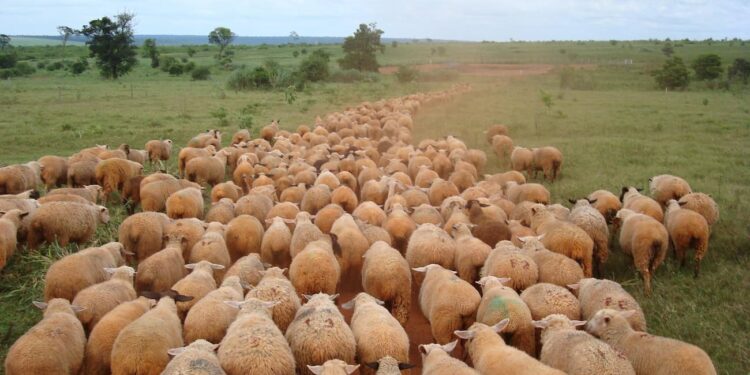 Em um ano, abate de ovinos em Mato Grosso do Sul cresceu mais de 46%