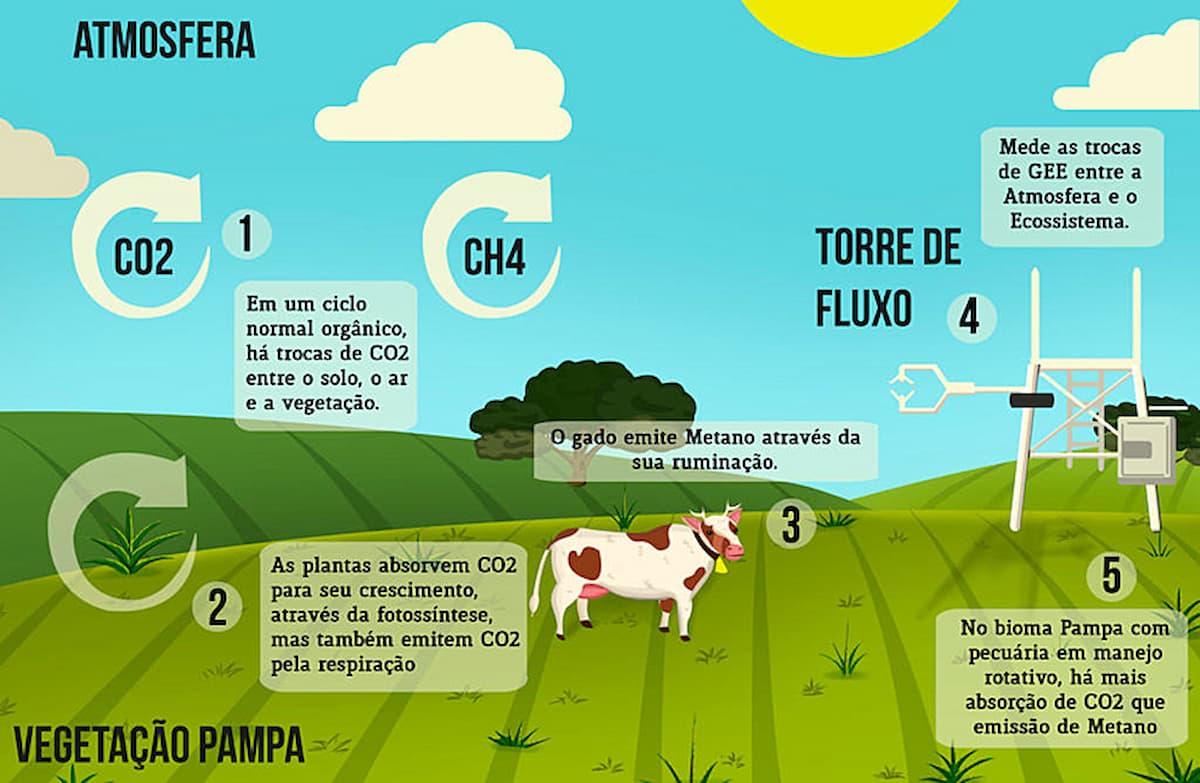 Pesquisa revela que o Pampa Gaúcho absorve gases do efeito estufa (GEE) de forma orgânica