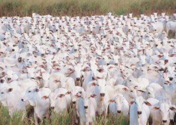 Brasil é o país de maior rebanho bovino do mundo, revela pesquisa da FAO