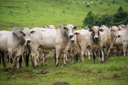 Agropecuária pode contribuir para economia verde no Brasil, diz ministra Tereza Cristina