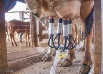 Câmara técnica divulga resultado do índice de preços da cesta de derivados lácteos