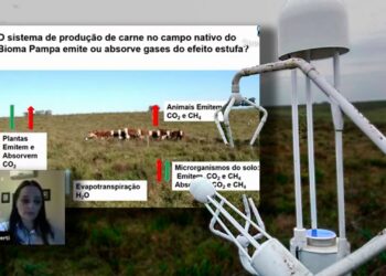 Pesquisa revela que o Pampa Gaúcho absorve gases do efeito estufa (GEE) e pode ser lucrativo