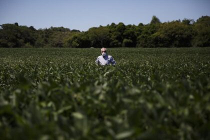 Plantar soja na capital é possível? veja lavouras do tamanho de 700 campos de futebol