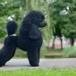 Poodle Medio