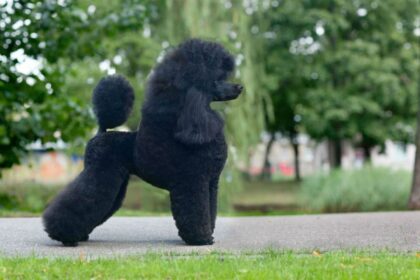 Poodle, o cachorro utilizado para caçar aves aquáticas