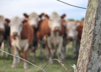 Primeiro carregamento de carne neutra em carbono da América do Sul será exportada para a Suíça