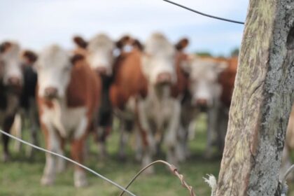 Primeiro carregamento de carne neutra em carbono da América do Sul será exportada para a Suíça