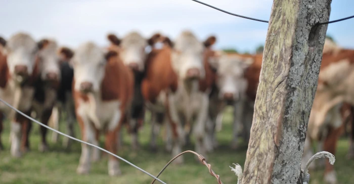 Primeiro Carregamento De Carne Neutra De Carbono Da America Do Sul E Exportada Para A Suica