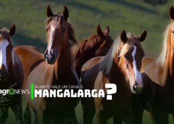 Você sabe quanto vale um cavalo Mangalarga?