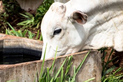 Investimentos em bioinsumos geram benefícios à agropecuária