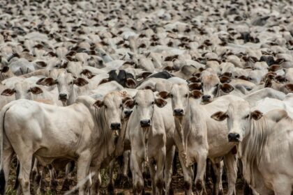 MT: Rebanho bovino volta a crescer e chega a 30,3 milhões de cabeças