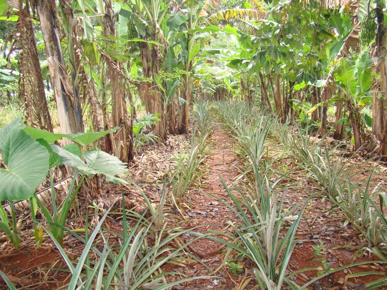 Sistemas agroflorestais biodiversos conservam e melhoram a qualidade do solo