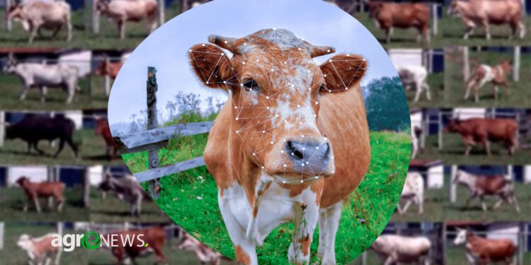 Sistema pantaneiro que permite a identificação de bovinos por imagem recebe diversas premiações