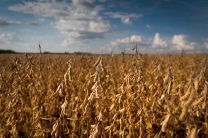 Soja: farelo se valoriza no Brasil