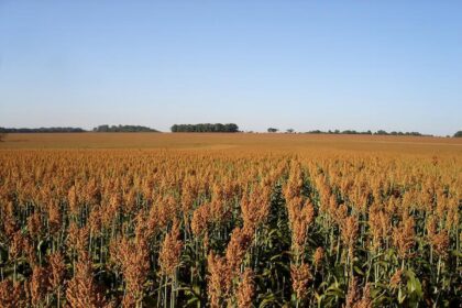 Estado de Goiás lidera produção de sorgo no Brasil