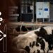 Startup desenvolve reator de plasma para reter metano do esterco de vacas