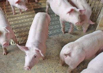 Custos de produção de suínos e de frangos de corte reduzem pela primeira vez em 2022