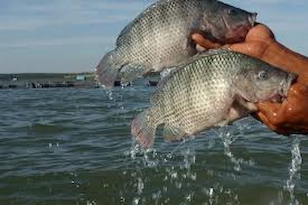 tilapia